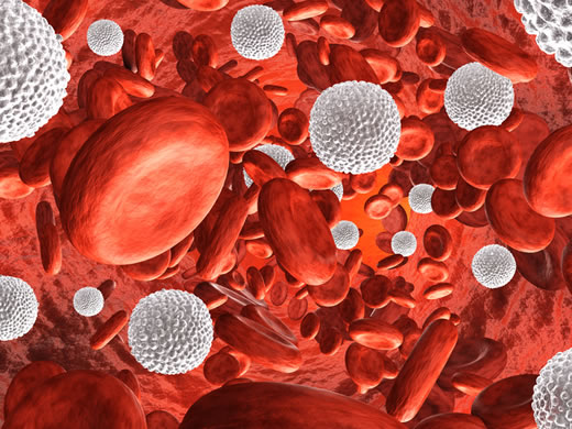 magnified view of the bloodstream